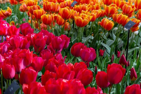 Netherlands Red tulips at Keukenhof Gardens